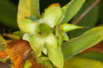 Cedarglade St. Johnswort